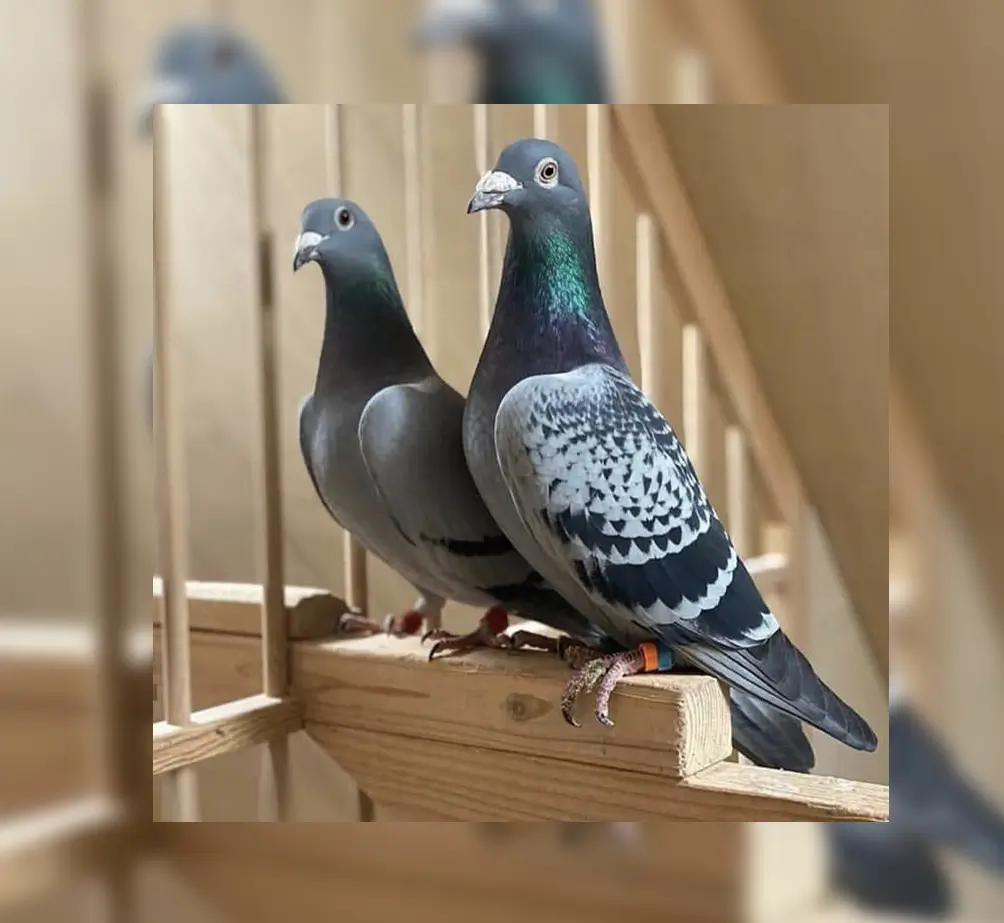 Anigram pigeons 1.jpg