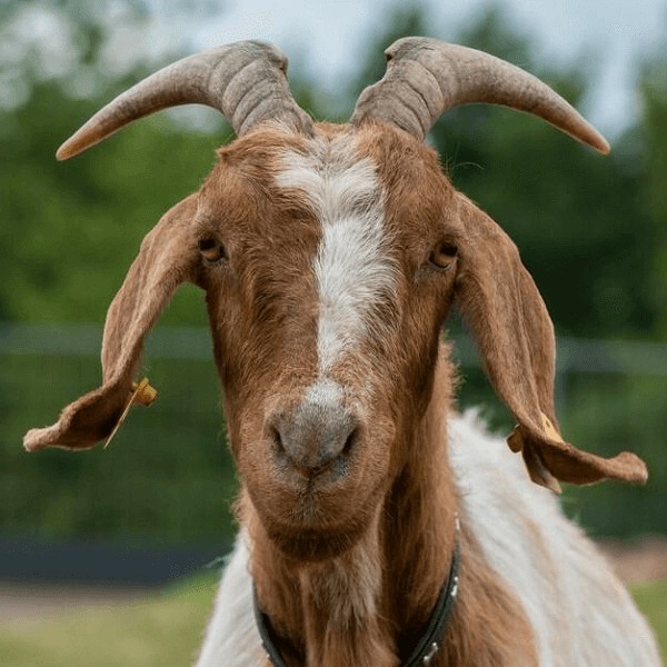 ani_goat
