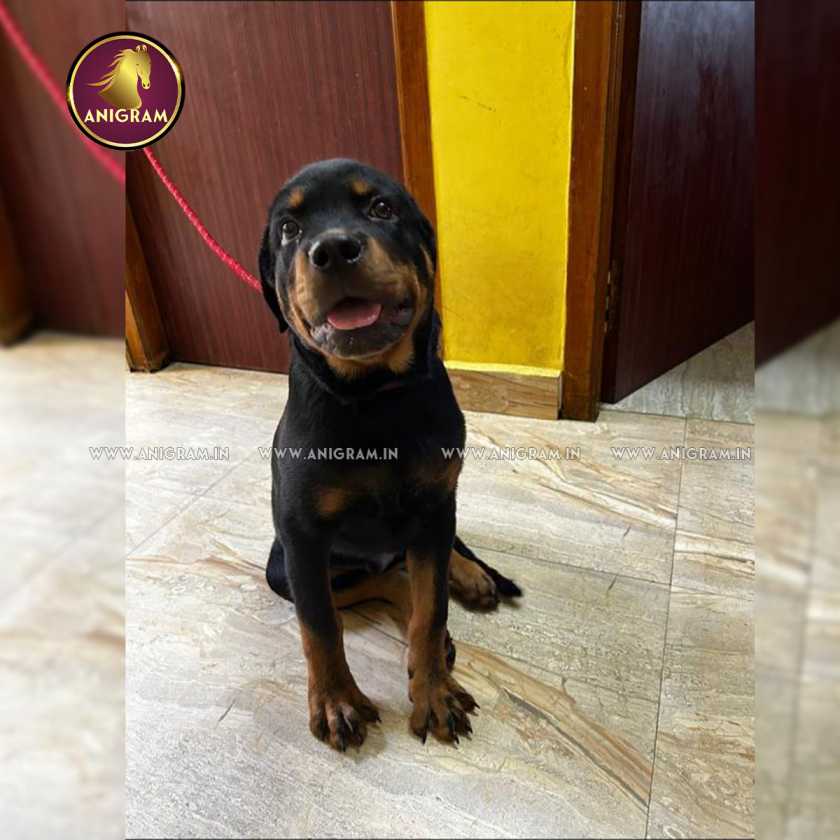 Breed name:Rottweiler – Anigram