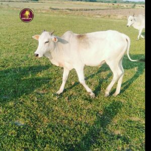 Breed name - Pulikulam(Virudhunagar📍)Verified seller ✅