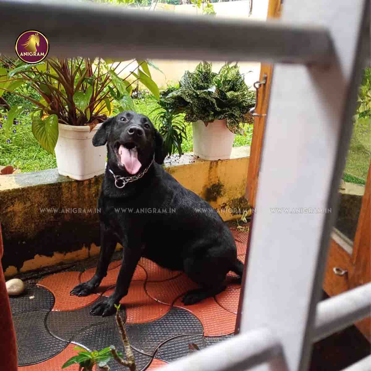 Breed Name- labrador (kerala📍) – Anigram