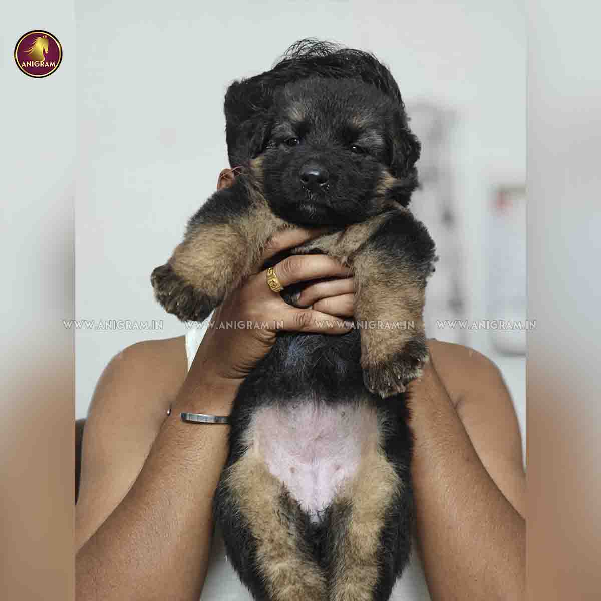 Breed Name – German Shepherd(📍Coimbatore) – Anigram