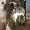 Breed Name - Kambam~Karumarai (📍 Madurai) - Image 3