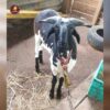 Breed Name - Kambam~Karumarai (📍 Madurai) - Image 4