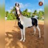 Breed Name -  kathiawar (📍pollachi)