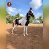 Breed Name -  kathiawar (📍pollachi) - Image 2