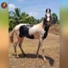 Breed Name -  kathiawar (📍pollachi) - Image 3