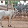 Breed Name : Kangayam (📍paramathi velur) - Image 3