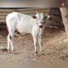 Breed Name : Kangayam (📍paramathi velur)
