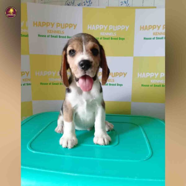 Breed Name - Beagle (📍Erode)~Verified seller✅