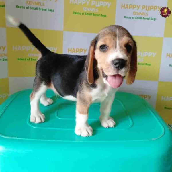 Breed Name - Beagle (📍Erode)~Verified seller✅ - Image 3