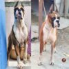 Breed name- Boxer (📍Villupuram)