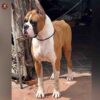 Breed name- Boxer (📍Villupuram) - Image 2