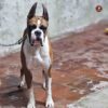 Breed name- Boxer (📍Villupuram) - Image 3