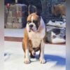 Breed name- Boxer (📍Villupuram) - Image 4