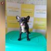 Breed Name – French bulldog  (📍Erode)~Verified seller✅