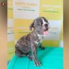 Breed Name – French bulldog  (📍Erode)~Verified seller✅ - Image 2