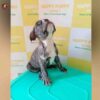 Breed Name – French bulldog  (📍Erode)~Verified seller✅ - Image 3