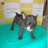 Breed Name – French bulldog  (📍Erode)~Verified seller✅ - Image 4