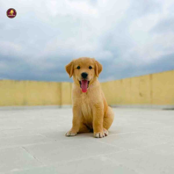 Breed Name - Golden Retriever (Chennai Saidapet📍)
