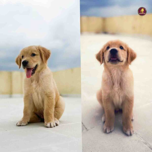 Breed Name - Golden Retriever (Chennai Saidapet📍) - Image 2