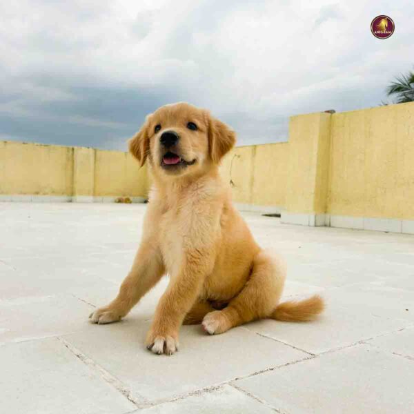 Breed Name - Golden Retriever (Chennai Saidapet📍) - Image 3