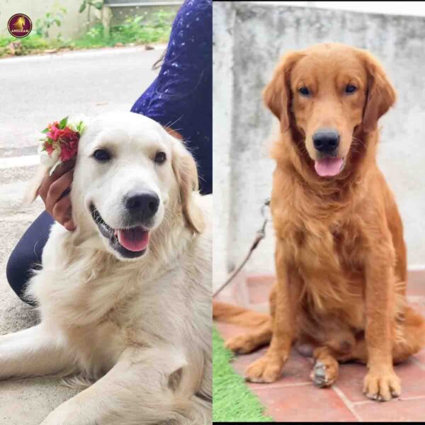 Breed Name - Golden Retriever (Chennai Saidapet📍) - Image 4