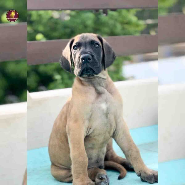Breed Name - Great Dane ( 📍Pollachi) - Image 2