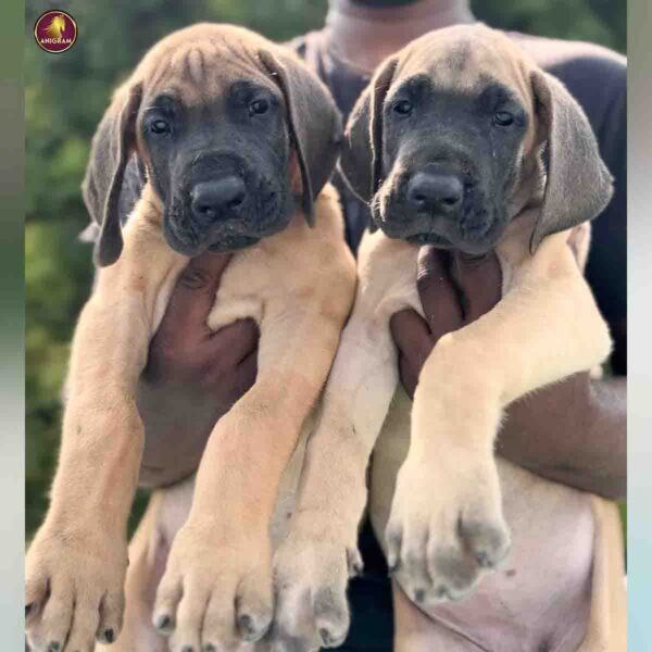 Breed Name - Great Dane ( 📍Pollachi)