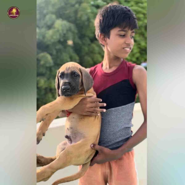 Breed Name - Great Dane ( 📍Pollachi) - Image 3