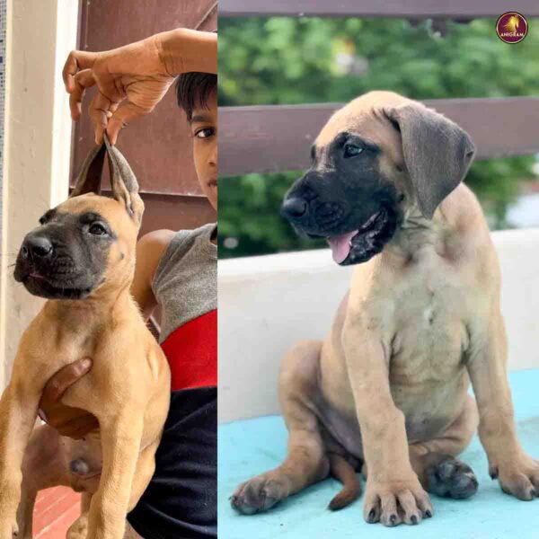Breed Name - Great Dane ( 📍Pollachi) - Image 4