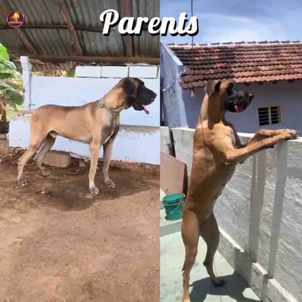 Breed Name - Great Dane ( 📍Pollachi) - Image 5