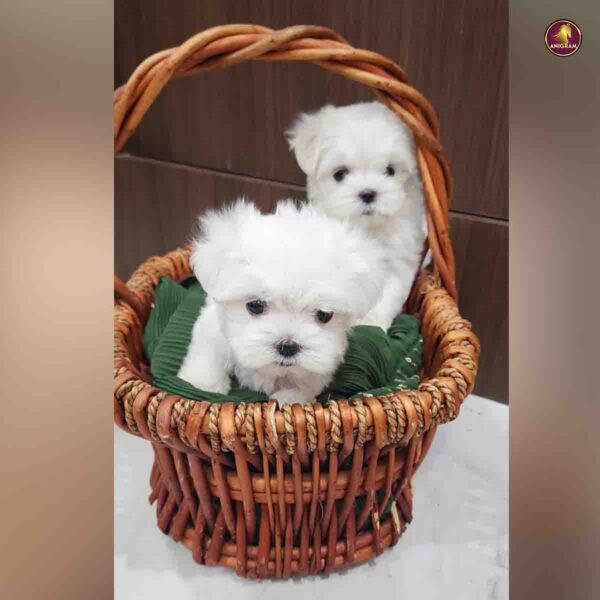 Breed Name –  Maltese ( 📍Alwarpet, Chennai) - Image 2