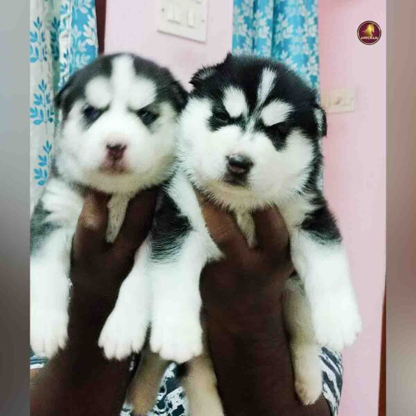 Breed name- Siberian Husky (📍Trichy) - Image 2