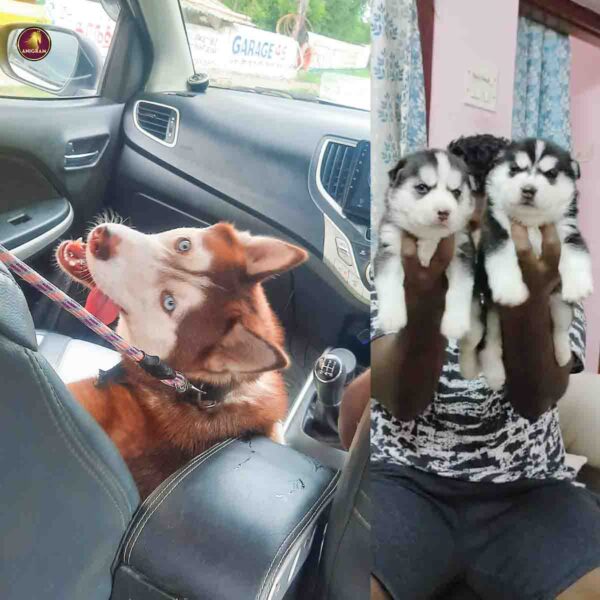 Breed name- Siberian Husky (📍Trichy) - Image 3