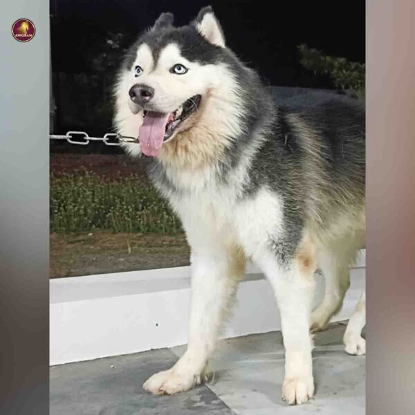 Breed name- Siberian Husky (📍Trichy) - Image 4