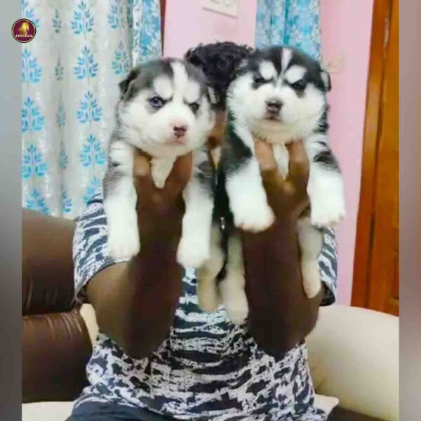 Breed name- Siberian Husky (📍Trichy)