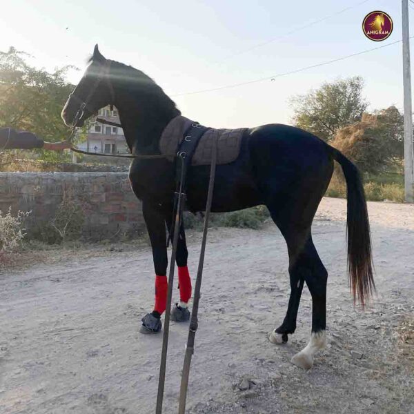 Breed Name - Marwar, Bloodline Colt - Image 2