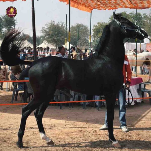 Breed Name - Marwar, Bloodline Colt - Image 3