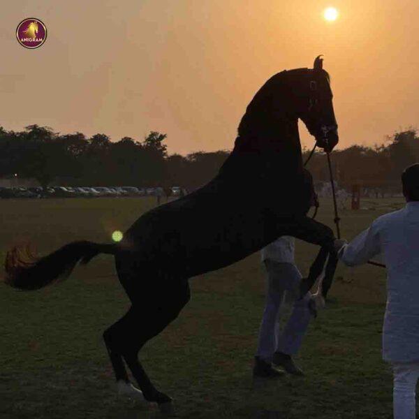 Breed Name - Marwar, Bloodline Colt - Image 4