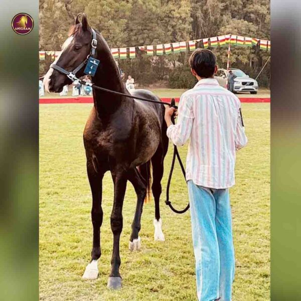 Breed Name - Marwar, Bloodline Colt - Image 5