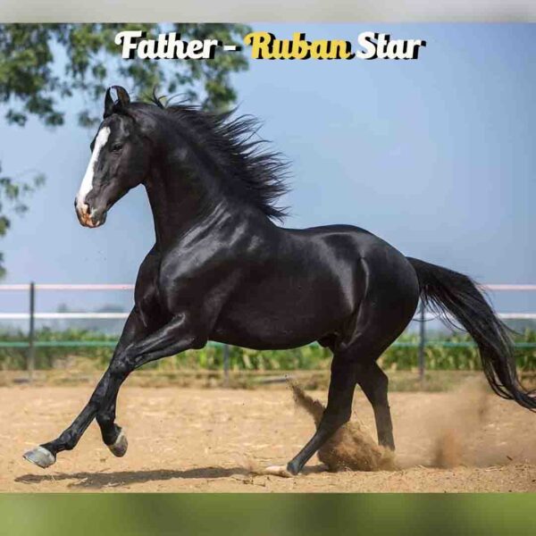 Breed Name - Marwar, Bloodline Colt - Image 6