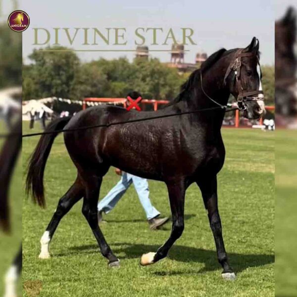 Breed Name - Marwar, Bloodline Colt