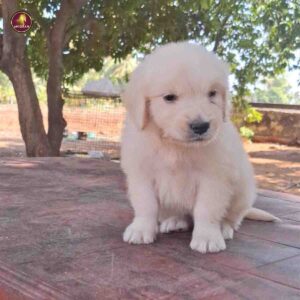 Breed name - Golden Retriever (📍Bhavani - Erode)