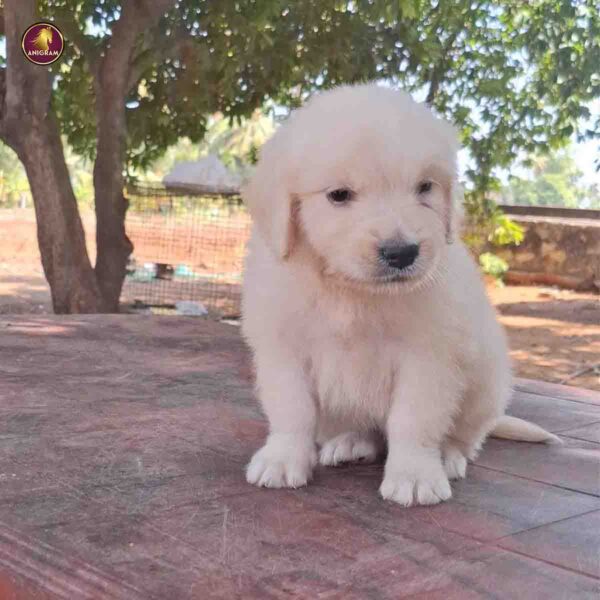 Breed name - Golden Retriever (📍Bhavani - Erode)