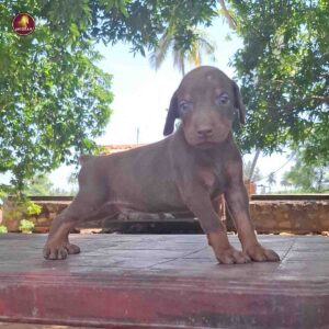Breed Name - Doberman ( European )