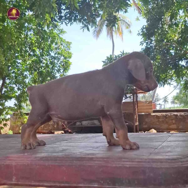 Breed Name - Doberman ( European ) - Image 2