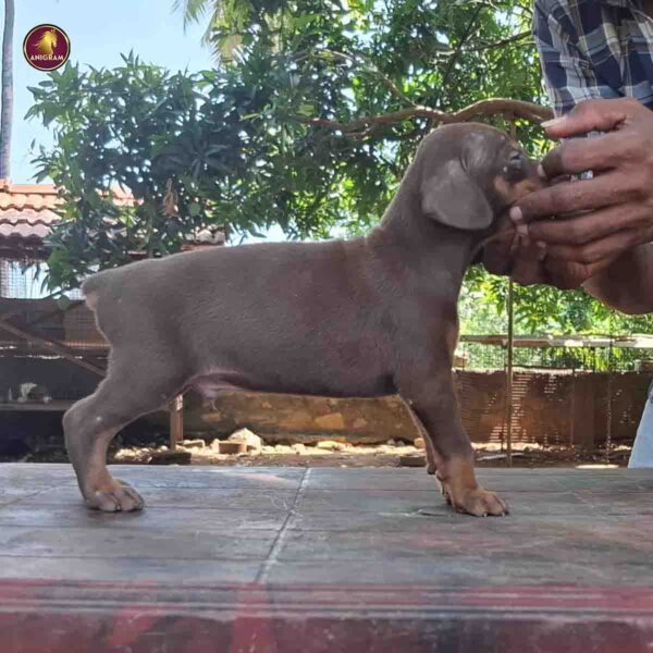 Breed Name - Doberman ( European ) - Image 3