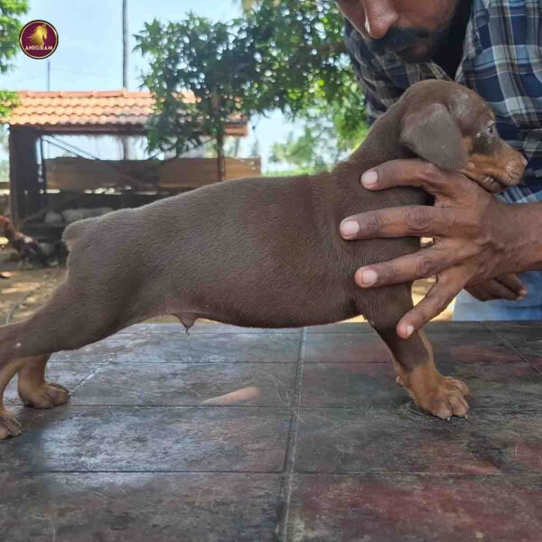 Breed Name - Doberman ( European ) - Image 4
