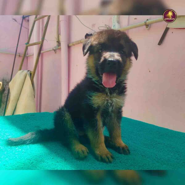 Breed Name - German Shepherd (GSD -Madurai 📍)